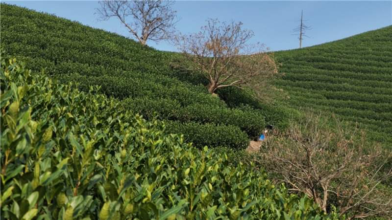 WhatsApp Image 2025-05-21 at 9.19.24 AM.jpeg